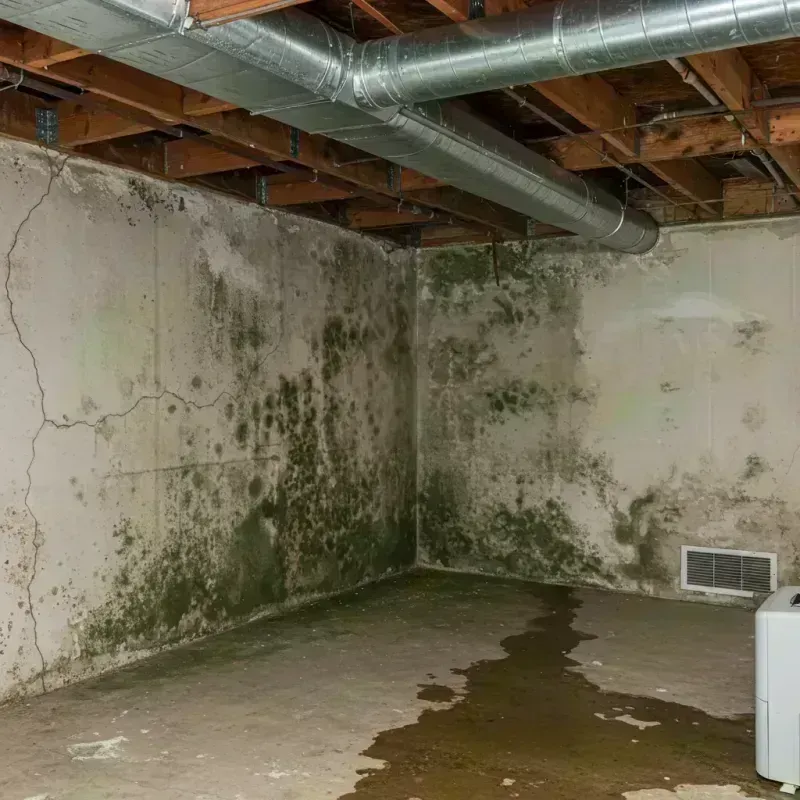 Professional Mold Removal in Pioneer Village, KY